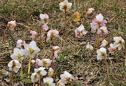 59 Ellebori (Helleborus niger)  in avanzata fioritura ancora in forma